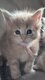 Maincoon