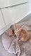 Maincoon pedigree World Champion
