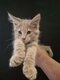 Maincoon pedigree World Champion