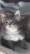 Maincoon pedigree World Champion