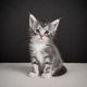 7 magnifiques chatons Maine Coon d'exception