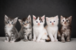 7 magnifiques chatons Maine Coon d'exception