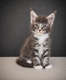 Adorables chaton Maine Coon