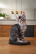 Adorables chaton Maine Coon