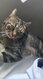 Chat mâle à donner contre bons soins