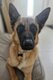 Jeune malinois a donné de 3 ans