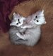 Bébés Persans Silver Shaded