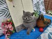 British Shorthair bleu