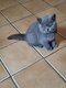 British Shorthair bleu