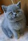 British Shorthair femelle bleu