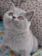 British Shorthair femelle bleu