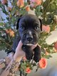 Magnifiques chiots Cane Corso