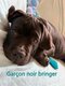 Magnifiques chiots Cane Corso