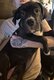 Magnifiques chiots Cane Corso