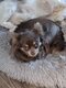 Jolie chihuahua