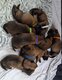 Chiots Malinois