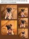 Chiots Malinois