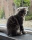 Petit femelle Maine Coon