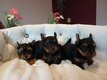 Chiots yorkshire