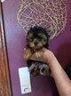 Chiots yorkshire