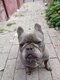 Bouledogue français à donner
