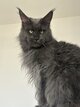 Maine Coon