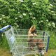 Superbes malinois avec pédigree St-Hubert