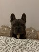 Bouledogue français à adopter