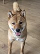 à donner Shiba Inu