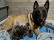 Chiots Malinois