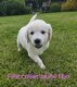 ⭐️Magnifique golden retriever blancs...