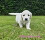 ⭐️2 dernieres goldinoux blanches pedigrée...