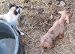 Chiots teckel à poil court ( chocolat et merle...