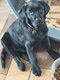 Labradors noir