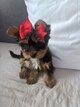 Mini Yorkshire Terrier