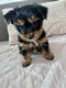 Yorkshire Terrier Mini