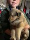 Chiot Berger Ecossais