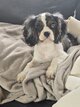 Cavalier king charles tricolore Merle Mâle