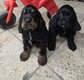 2 magnifiques mâles cocker anglais