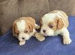 ❤️ Magnifiques chiots cavalier king charles