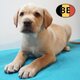 Labrador blond   Une portée douce et lumineuse