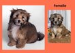 2 femelles et 1 mâle de 6 mois Bichon Havanais /...