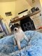Petit jack russel