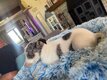 Petit jack russel