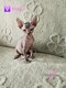 Chatons sphynx et elf