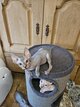 Chatons sphynx et elf