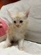Chatons Maine coon