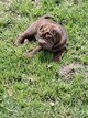 Chiot shar-peï
