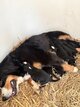 Chiot bouvier bernois
