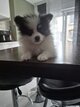 Spitz nain